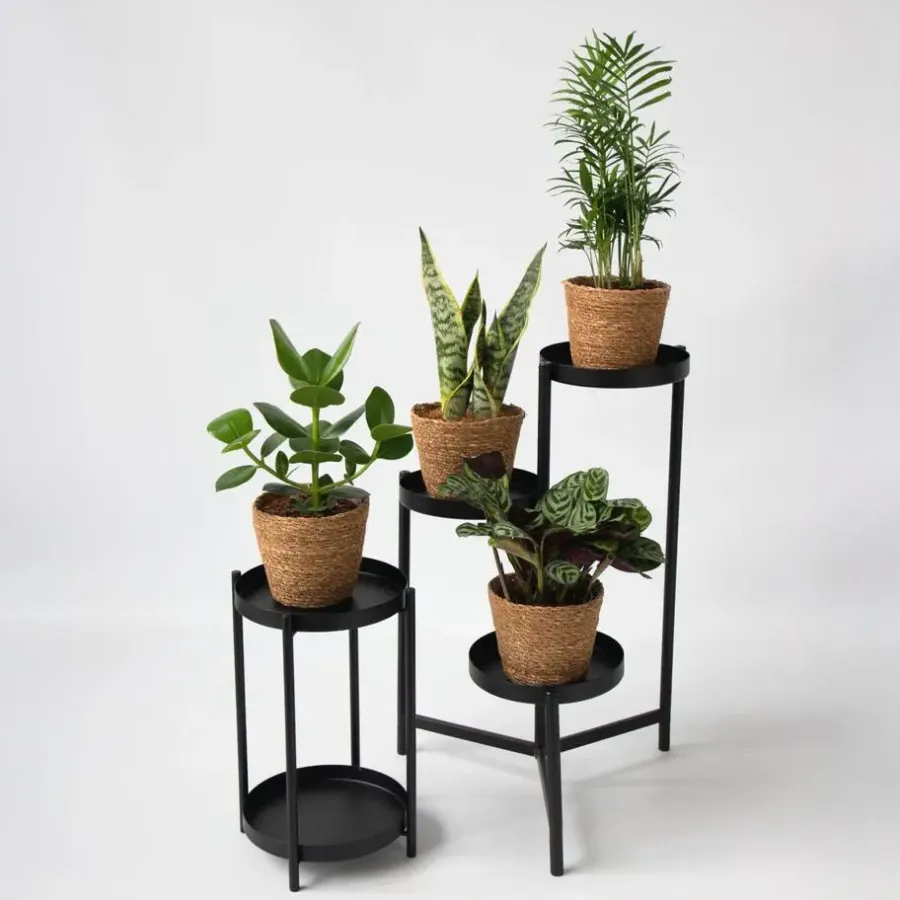 Plant in a Box Gemakkelijke kamerplanten - Set van 4 incl. mand - Hoogte 25-40cm - ⌀12cm