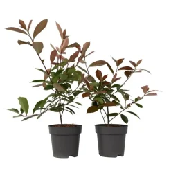 Planten-Plant in a Box Glansmispel - Set van 2 - Photinia fraseri 'Red Robin' - Hoogte 30-40cm - ⌀17cm