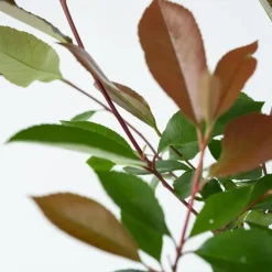 Planten-Plant in a Box Glansmispel - Set van 2 - Photinia fraseri 'Red Robin' - Hoogte 30-40cm - ⌀17cm