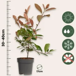 Planten-Plant in a Box Glansmispel - Set van 2 - Photinia fraseri 'Red Robin' - Hoogte 30-40cm - ⌀17cm
