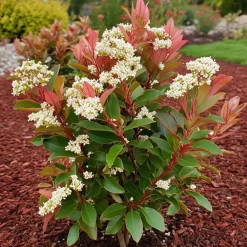 Planten-Plant in a Box Glansmispel - Set van 2 - Photinia fraseri 'Red Robin' - Hoogte 30-40cm - ⌀17cm