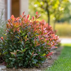 Planten-Plant in a Box Glansmispel - Set van 2 - Photinia fraseri 'Red Robin' - Hoogte 30-40cm - ⌀17cm