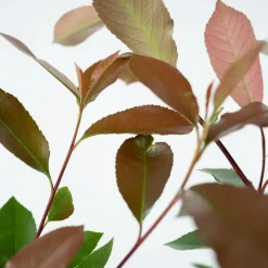 Planten-Plant in a Box Glansmispel - Set van 2 - Photinia fraseri 'Red Robin' - Hoogte 30-40cm - ⌀17cm