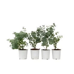 Plant in a Box Gomboom - Set van 4 - Eucalyptus 'Pulverulenta' - Hoogte 25-40cm - ⌀12cm