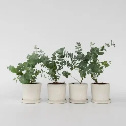 Plant in a Box Gomboom - Set van 4 - Eucalyptus 'Pulverulenta' - Hoogte 25-40cm - ⌀12cm