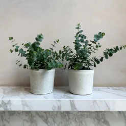 Plant in a Box Gomboom - Set van 4 - Eucalyptus 'Pulverulenta' - Hoogte 25-40cm - ⌀12cm
