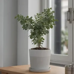 Plant in a Box Gomboom - Set van 4 - Eucalyptus 'Pulverulenta' - Hoogte 25-40cm - ⌀12cm