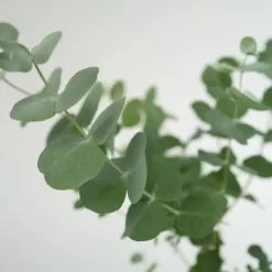Plant in a Box Gomboom - Set van 4 - Eucalyptus 'Pulverulenta' - Hoogte 25-40cm - ⌀12cm