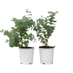 Plant in a Box Gomboom - Set van 2 - Eucalyptus 'Pulverulenta' - Hoogte 25-40cm - ⌀13cm
