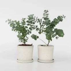 Plant in a Box Gomboom - Set van 2 - Eucalyptus 'Pulverulenta' - Hoogte 25-40cm - ⌀13cm