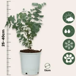 Plant in a Box Gomboom - Set van 2 - Eucalyptus 'Pulverulenta' - Hoogte 25-40cm - ⌀13cm
