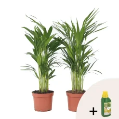Kamerplanten-Plant in a Box Goudpalm met voeding - Set van 2 - Dypsis lutescens - Hoogte 60-70cm - ⌀17cm