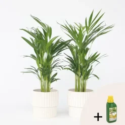 Kamerplanten-Plant in a Box Goudpalm met voeding - Set van 2 - Dypsis lutescens - Hoogte 60-70cm - ⌀17cm