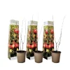 Planten|Bomen-Plant in a Box Granaatappel - Set van 3 - Punica granatum - Hoogte 25-40cm - ⌀9cm