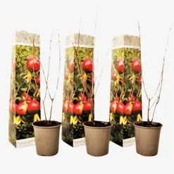 Planten|Bomen-Plant in a Box Granaatappel - Set van 3 - Punica granatum - Hoogte 25-40cm - ⌀9cm