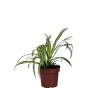 Plant in a Box Graslelie - Chlorophytum comosum 'Atlantic' - Hoogte 25-40cm - ⌀12cm