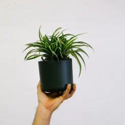 Plant in a Box Graslelie - Chlorophytum comosum 'Atlantic' - Hoogte 25-40cm - ⌀12cm