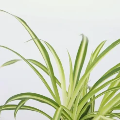 Plant in a Box Graslelie - Chlorophytum comosum 'Atlantic' - Hoogte 25-40cm - ⌀12cm