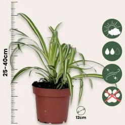Plant in a Box Graslelie - Chlorophytum comosum 'Atlantic' - Hoogte 25-40cm - ⌀12cm