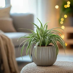 Plant in a Box Graslelie - Chlorophytum comosum 'Atlantic' - Hoogte 25-40cm - ⌀12cm