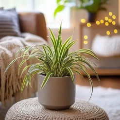 Plant in a Box Graslelie - Chlorophytum comosum 'Atlantic' - Hoogte 25-40cm - ⌀12cm
