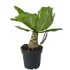 Kamerplanten-Plant in a Box Hawaiipalm - Brighamia insignis - Hoogte 25-35cm - Pot 12cm