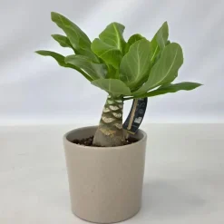 Kamerplanten-Plant in a Box Hawaiipalm - Brighamia insignis - Hoogte 25-35cm - Pot 12cm