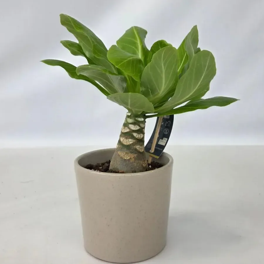 Kamerplanten-Plant in a Box Hawaiipalm - Brighamia insignis - Hoogte 25-35cm - Pot 12cm