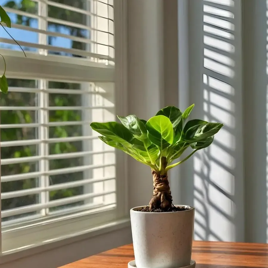 Kamerplanten-Plant in a Box Hawaiipalm - Brighamia insignis - Hoogte 25-35cm - Pot 12cm