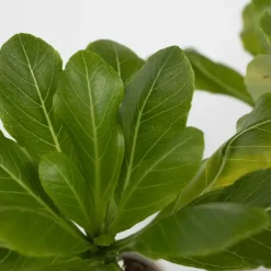 Kamerplanten-Plant in a Box Hawaiipalm - Brighamia insignis - Hoogte 25-35cm - Pot 12cm