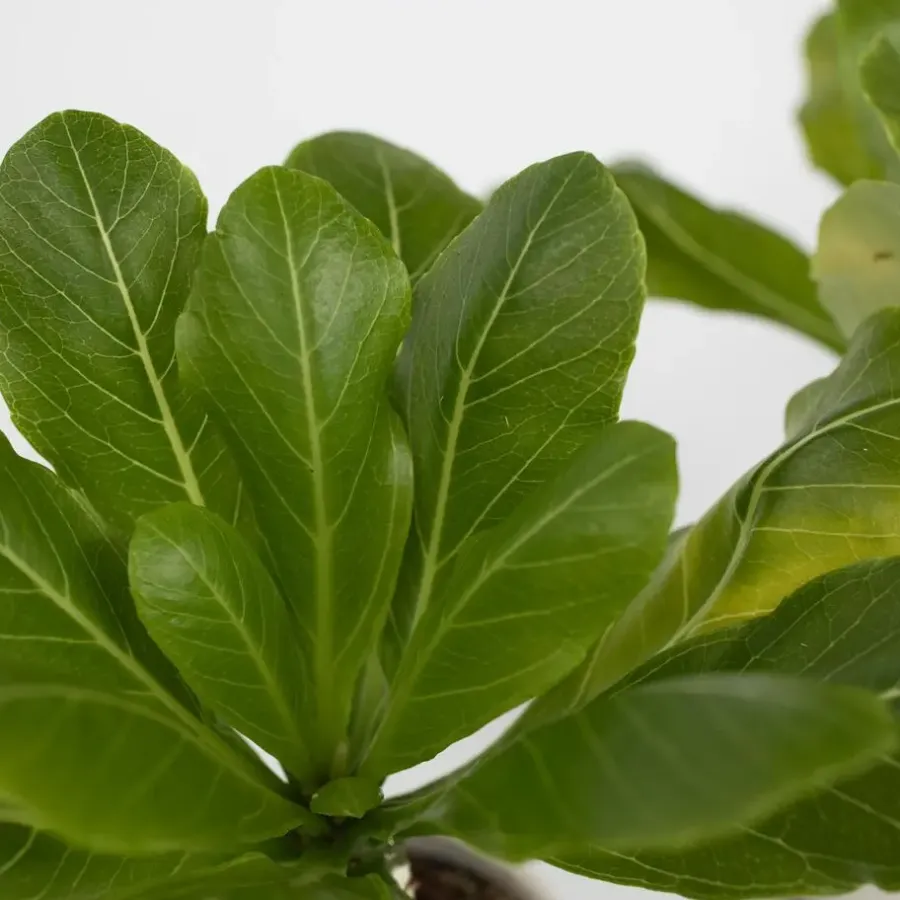 Kamerplanten-Plant in a Box Hawaiipalm - Brighamia insignis - Hoogte 25-35cm - Pot 12cm