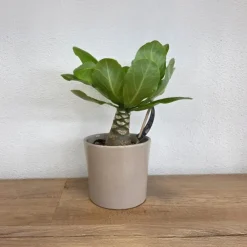 Kamerplanten-Plant in a Box Hawaiipalm - Brighamia insignis - Hoogte 25-35cm - Pot 12cm