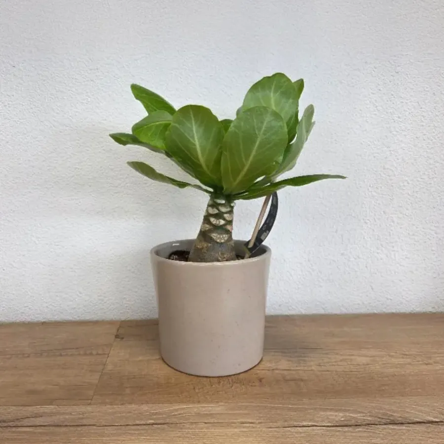 Kamerplanten-Plant in a Box Hawaiipalm - Brighamia insignis - Hoogte 25-35cm - Pot 12cm