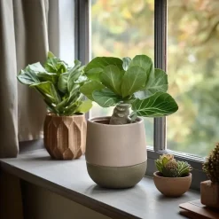 Kamerplanten-Plant in a Box Hawaiipalm - Brighamia insignis - Hoogte 25-35cm - Pot 12cm