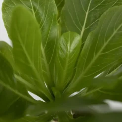 Kamerplanten-Plant in a Box Hawaiipalm - Brighamia insignis - Hoogte 25-35cm - Pot 12cm