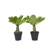 Kamerplanten-Plant in a Box Hawaiipalm - Set van 2 - Brighamia 'Insignis' - Hoogte 25-35cm - ⌀12cm