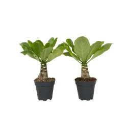 Kamerplanten-Plant in a Box Hawaiipalm - Set van 2 - Brighamia 'Insignis' - Hoogte 25-35cm - ⌀12cm