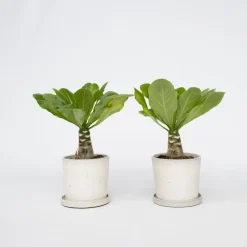 Kamerplanten-Plant in a Box Hawaiipalm - Set van 2 - Brighamia 'Insignis' - Hoogte 25-35cm - ⌀12cm