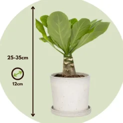 Kamerplanten-Plant in a Box Hawaiipalm - Set van 2 - Brighamia 'Insignis' - Hoogte 25-35cm - ⌀12cm