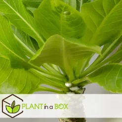 Kamerplanten-Plant in a Box Hawaiipalm - Set van 2 - Brighamia 'Insignis' - Hoogte 25-35cm - ⌀12cm