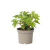 Tuinplanten-Plant in a Box Hortensia - Hydrangea quercifolia 'Toy Soldier' - Hoogte 25-40cm - ⌀19cm