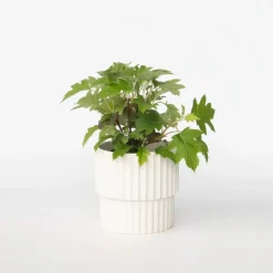 Tuinplanten-Plant in a Box Hortensia - Hydrangea quercifolia 'Toy Soldier' - Hoogte 25-40cm - ⌀19cm