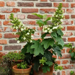 Tuinplanten-Plant in a Box Hortensia - Hydrangea quercifolia 'Toy Soldier' - Hoogte 25-40cm - ⌀19cm