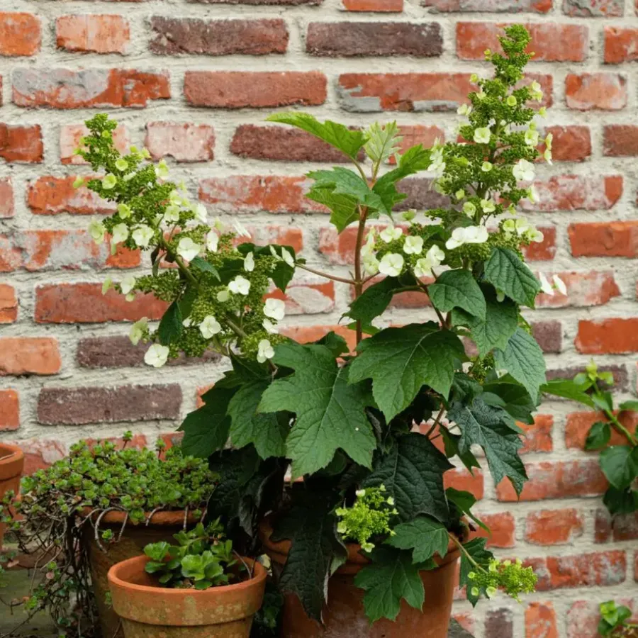 Tuinplanten-Plant in a Box Hortensia - Hydrangea quercifolia 'Toy Soldier' - Hoogte 25-40cm - ⌀19cm