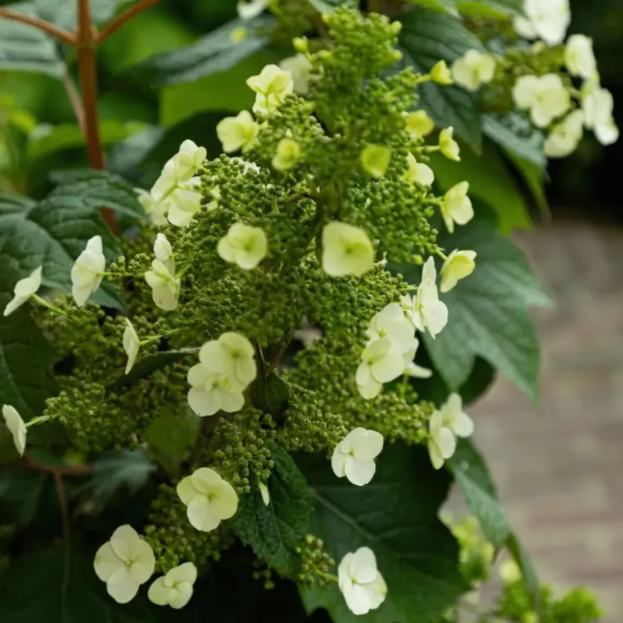 Tuinplanten-Plant in a Box Hortensia - Hydrangea quercifolia 'Toy Soldier' - Hoogte 25-40cm - ⌀19cm