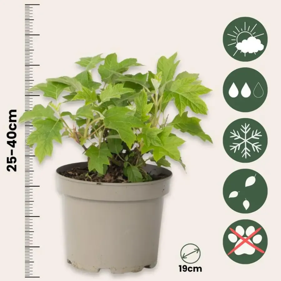 Tuinplanten-Plant in a Box Hortensia - Hydrangea quercifolia 'Toy Soldier' - Hoogte 25-40cm - ⌀19cm
