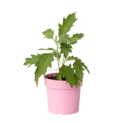 Planten|Tuinplanten-Plant in a Box Hortensia - Hydrangea quercifolia 'Ice Crystal' - Hoogte 25-40cm - ⌀19cm