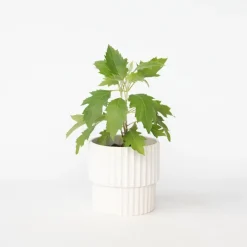 Planten|Tuinplanten-Plant in a Box Hortensia - Hydrangea quercifolia 'Ice Crystal' - Hoogte 25-40cm - ⌀19cm