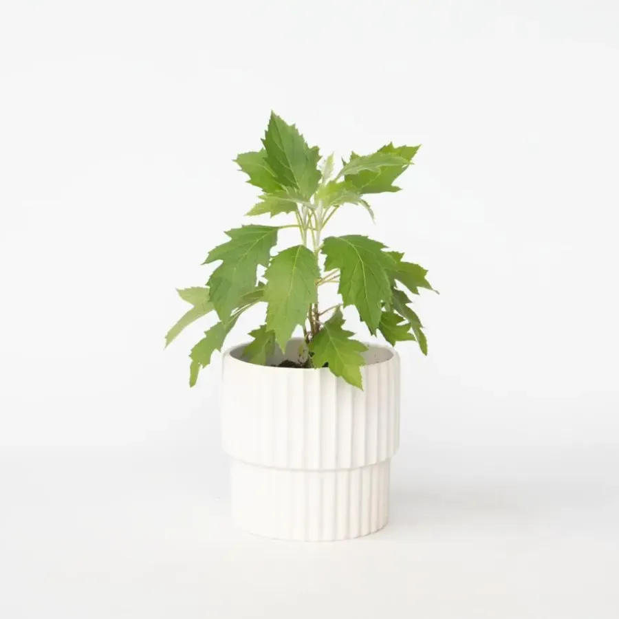 Planten|Tuinplanten-Plant in a Box Hortensia - Hydrangea quercifolia 'Ice Crystal' - Hoogte 25-40cm - ⌀19cm