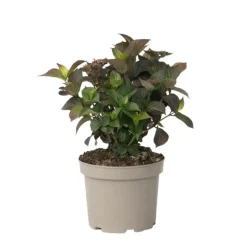 Plant in a Box Hortensia - Hydrangea serrata 'Dare Devil' - Hoogte 25-40cm - ⌀19cm